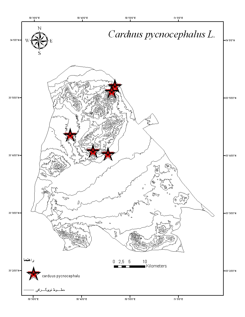 Carduus pycnocephalus - Asteraceae