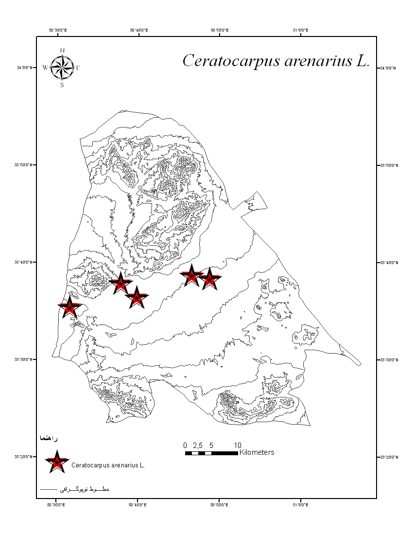 Ceratocarpus arenarius - Chenopodiaceae