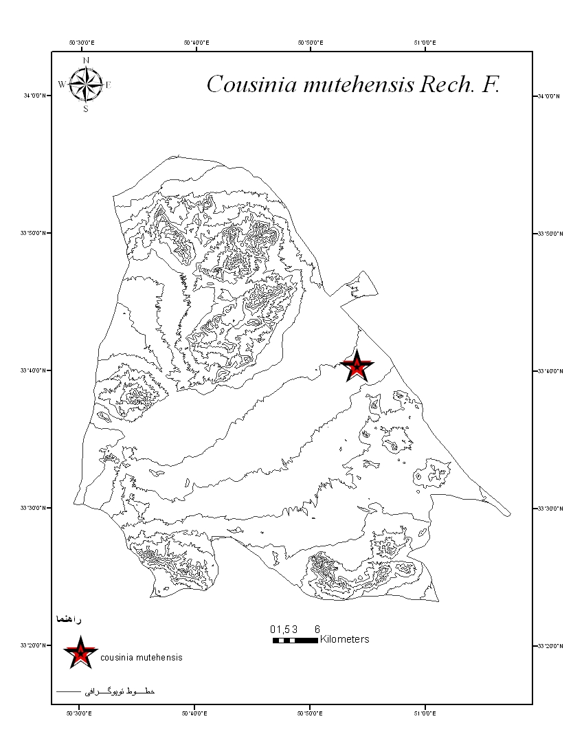 Cousinia mutehensis - Asteraceae