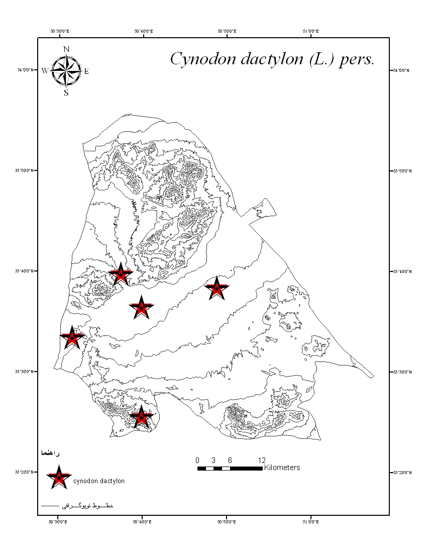 Cynodon dactylon - Poaceae