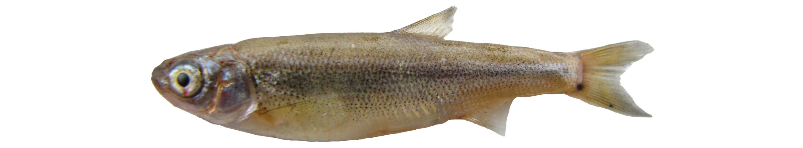 Alburnoides nicolausi