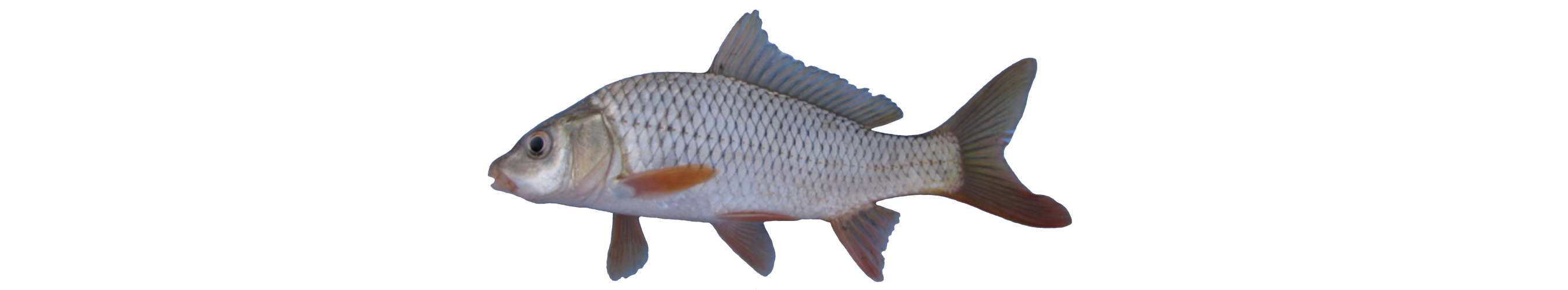 Cyprinus carpio