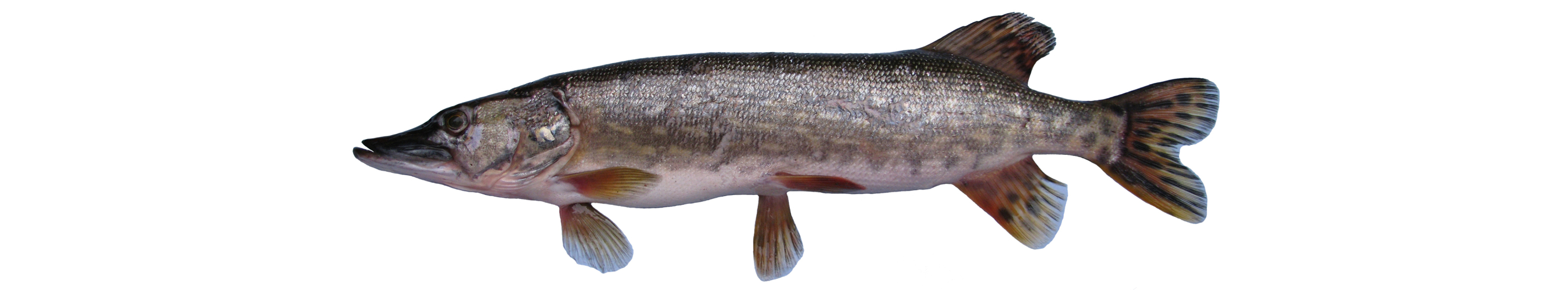 Esox lucius