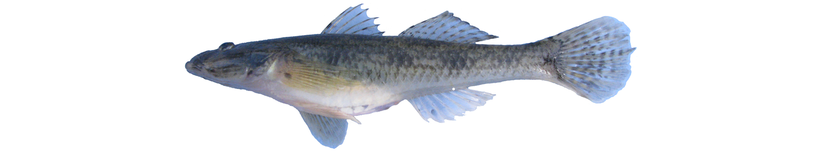 Glossogobius giuris