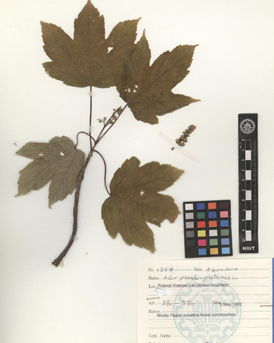 pseudoplatanus