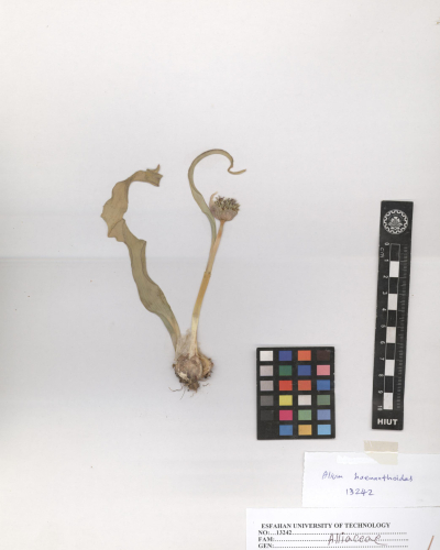 haemanthoides