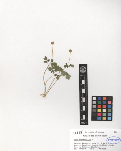 Adoxa