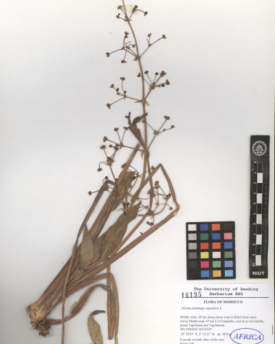 plantago-aquatica