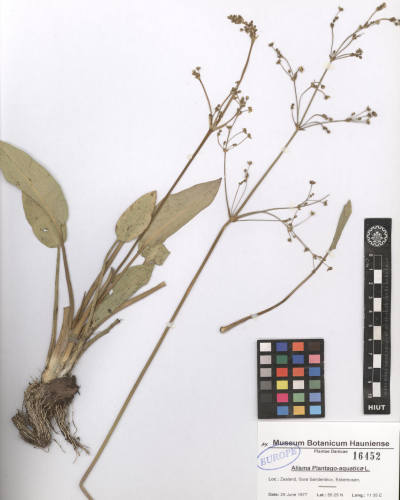 plantago-aquatica