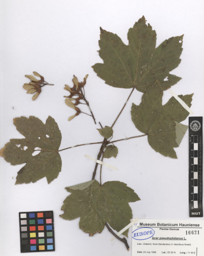 pseudoplatanus