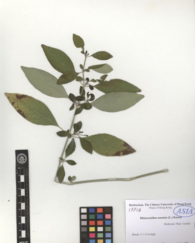 Rhinacanthus