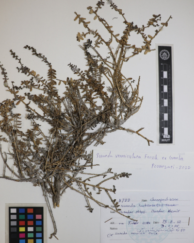 Suaeda vermiculata 