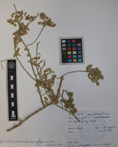 salicornicum