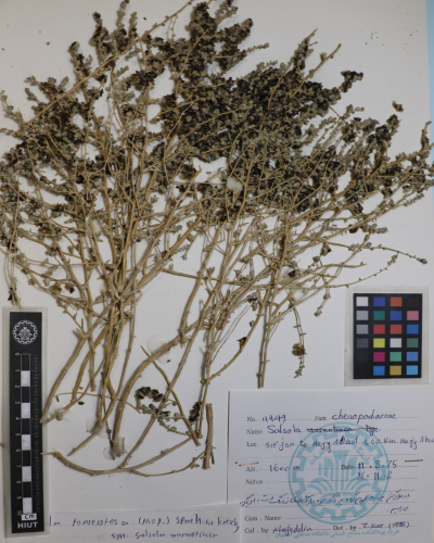 tomentosa