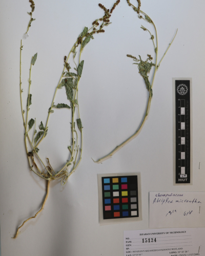micrantha