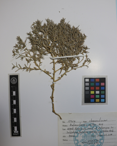 Halimocnemis