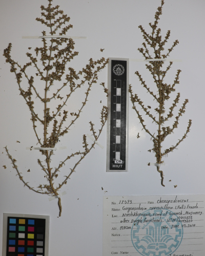 Girgensohnia