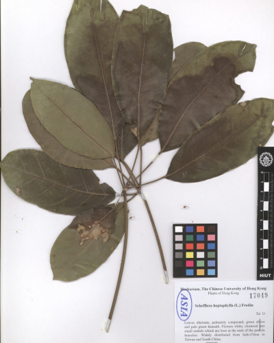 Schefflera