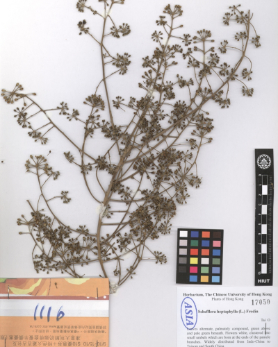Schefflera