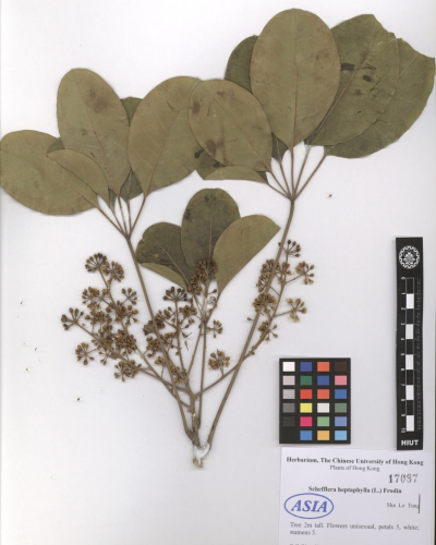 Schefflera