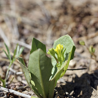 Garhadiolus angulosus - Asteraceae