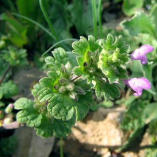 Lamium amplexicaule - Lamiaceae