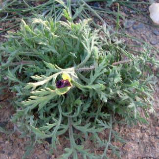 Roemeria hybrida ssp. dodecandra - Papaveraceae