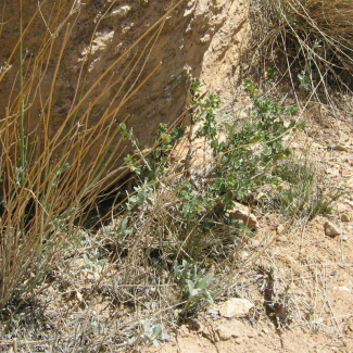 Hymenocrater bituminosus - Lamiaceae