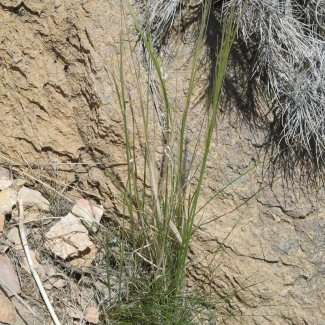 Stipa arabica - Poaceae