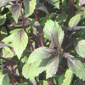 Ocimum basilicum - Var. purpurascens - Lamiaceae