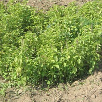 Ocimum basilicum - Lamiaceae