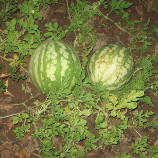 Citrullus vulgaris - Cucurbitaceae