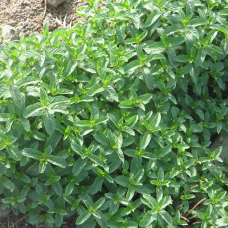 Mentha piperata - Lamiaceae