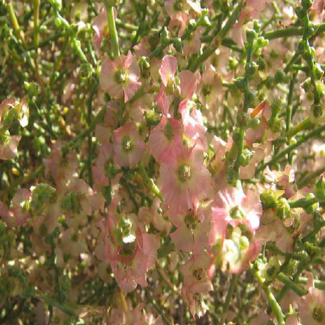 Halothamnus subaphyllus - Chenopodiaceae