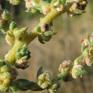 Kochia prostrata var. prostrata - Chenopodiaceae