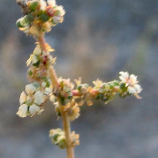 Kochia stellaris - Chenopodiacea