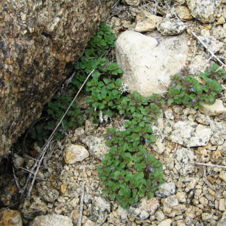 Acinos graveolens - Lamiaceae