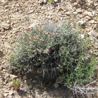 Ajuga chamaecistus - Lamiaceae