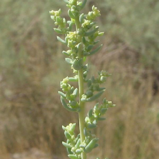 Suaeda dendroides - Chenopodiaceae