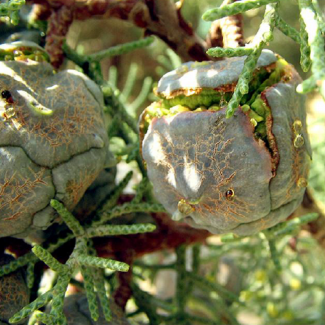 Cupressus arizonica var. glauca - Cupressaceae