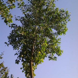 Populus nigra - Salicaceae