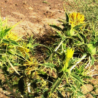 Carthamus oxyacantha - Asteraceae