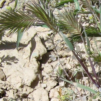 Eremopyrum distans - Poaceae