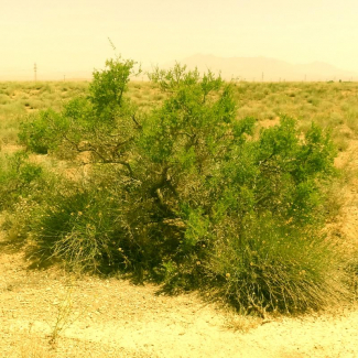 Pteropyrum aucheri - Polygonaceae