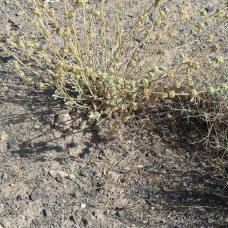 Marrubium anisodon - Lamiaceae