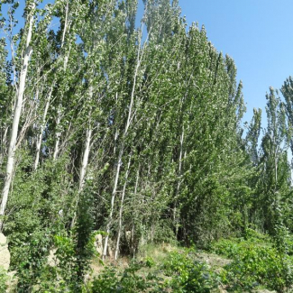 Populus caspica - Salicaceae