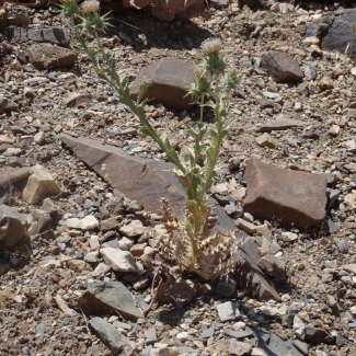 Cousinia belangeri - Asteraceae