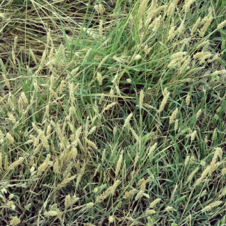 Polypogon fugax - Poaceae