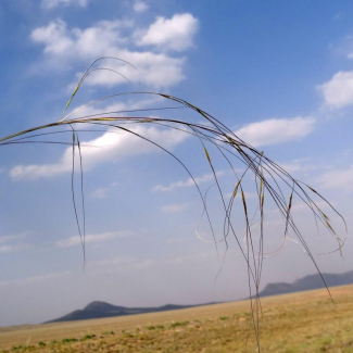 Stipa haussknechtii - Poaceae