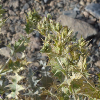 Cousinia cylindracea - Asteraceae